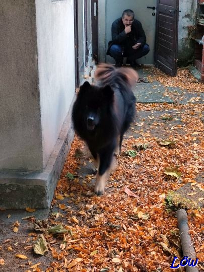 30.10.2024 - Howard im Laubbeet